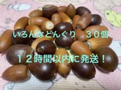 いろんなどんぐり 30個のサムネイル