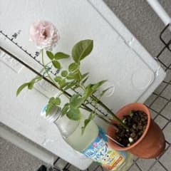 バラ苗(51）四季咲き 強香 イブ 超強健 レア切花 初心者向け トゲ無し