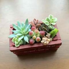 多肉植物 小さいハコ ファンファーレのサムネイル