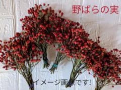 野ばらの実　約20センチ　50本　^_^のサムネイル