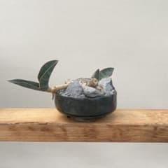 サンセベリア グランディス 【Sansevieria grandis】のサムネイル