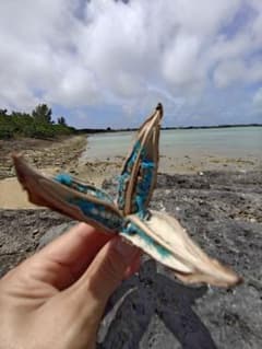 旅人の木　タビビトノキ　扇芭蕉　ドライフラワー　沖縄　宮古島　スピリチュアルのサムネイル