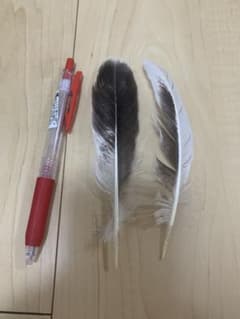 チャボの羽根 2枚セットのサムネイル