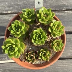 多肉植物 レディジア 抜き苗7苗 B - メルカリ