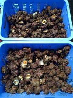 佐渡産活サザエ　5キロ 5500円 7月中SALEのサムネイル