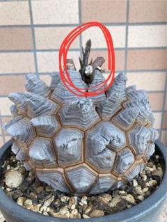 【植物引退】斑入り? 長谷川園芸 亀甲竜1-2 植物引退】長谷川園芸 亀甲竜1-1 - メルカリ