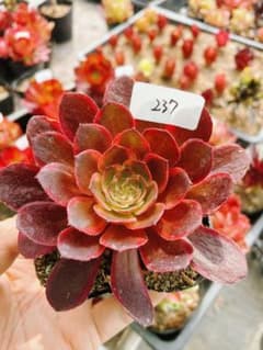 237 黑魔錦 多肉植物 抜き苗 発根済み 美苗 - メルカリ