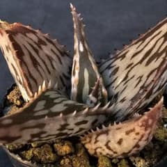多肉植物 アロエ属 ヘミンギー×ペッキー(実生苗です) - メルカリ