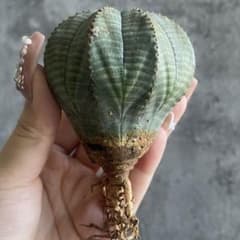 B15793☆オークション☆ 超巨大6.5cm株！ユーフォルビア オベサ - メルカリ