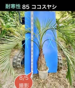 超メルカリ市限定！極美株ココスヤシ盆栽風仕立て コンパクト鉢付きドライガーデン タイムサービス5000円値引ココスヤシ 耐寒性 ドライガーデン観葉植物