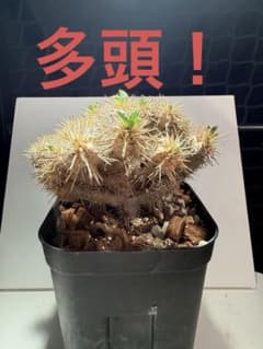 ユーフォルビア ギラウミニアナ 実生 抜き苗 - メルカリ