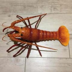 伊勢エビ フィギュアのサムネイル