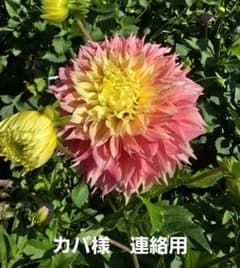 カバ様　連絡用のサムネイル