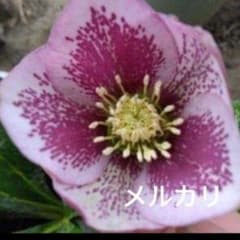 クリスマスローズ 1株4芽 苗 つぼみつき 花付き ピンク色 開花株 模様