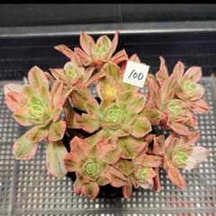 100 #観葉植物 アエオニウム錦❤️ブロンズメダル錦❤️10大頭15cm 拔