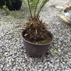 蘇鉄 ソテツ 鉢植え 観葉植物のサムネイル