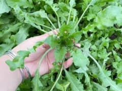 新鮮なナズナ 薺菜300g⑧のサムネイル