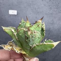 アガベ チタノタ オテロイ 金蟾王 超ブツブツ 極上株 4 - メルカリ