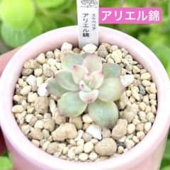 サービス品@3800】アリエル錦 - メルカリ