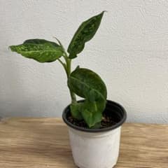 【希少】ディフェンバキア リフレクター　観葉植物（4号鉢発送）のサムネイル