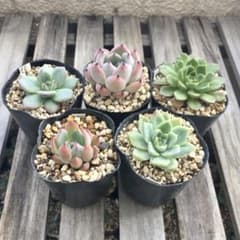 多肉植物 おらいさん ミックスベリア セット 12 - メルカリ