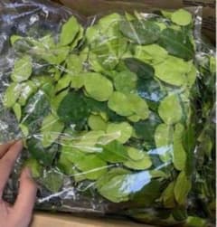 生コブミカン100g+レモングラスオマケ - メルカリ