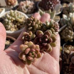 スプリングワンダー交配　多肉　カットのサムネイル