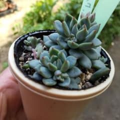 札付き つぶつぶ屋✡️チュンちゅんチュン✡️多肉 抜き苗 おつぶー 寄