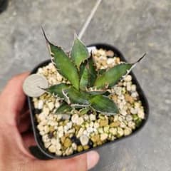agave アガベ ホリダ 黄中斑 季節斑 - メルカリ