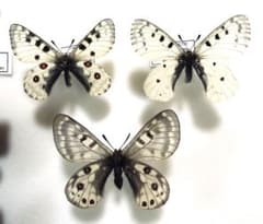 蝶標本 Xmasセール❗️パル3種セット1 - メルカリ