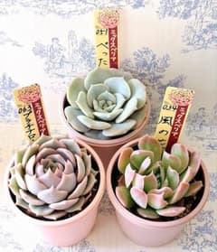 ぺったんプラチナローズ風の花札付きポットごとメルカリ便おらいさん苗