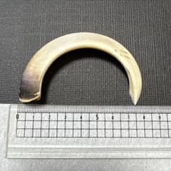 イノシシの牙(約8cm)のサムネイル