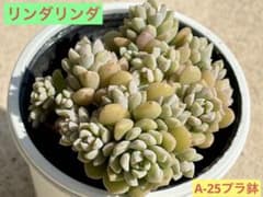 リンダリンダ 多肉植物 プラグ苗 抜き苗 現物発送 ぼのぼのさん - メルカリ