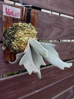 選抜 willinckii 極白 胞子培養 38 ビカクシダ コウモリラン - メルカリ