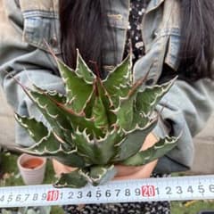 690 アガベ モンタナ 極上鋸歯 高発色株 極上美株 厳選株 - メルカリ