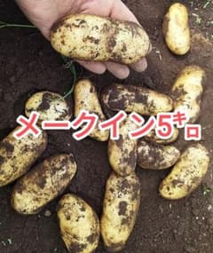 メークイン 5キロ　大中小ミックス　土付きのサムネイル