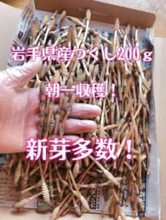 朝採れつくし200ｇ新芽沢山！即日発送！のサムネイル