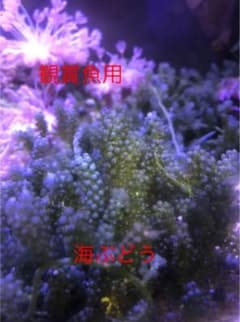 海ぶどう　観賞魚用　中村様専用のサムネイル