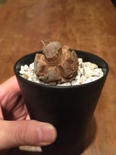 アフリカ亀甲竜のサムネイル