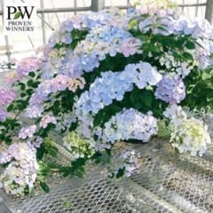 最新 アジサイ　ラグランジア　クリスタルヴェール２　ハイドランジア　PW　紫陽花のサムネイル