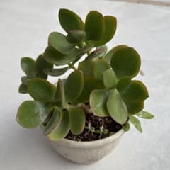 金の成る木 約30cm 鉢付き 多肉植物 花月 - メルカリ