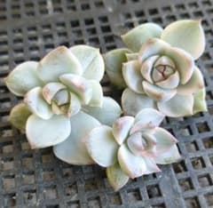 02）白牡丹錦 カット苗 写真1枚目全部 斑入り - メルカリ