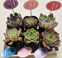 多肉植物寄せ植えに！桃太郎　七福美尼　他のサムネイル