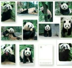 シャンシャン 8歳誕生日記念 ポストカード10枚セット - メルカリ