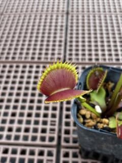 ひ*さ様 “ La grosse a GuiGui“（CK）【食虫植物・ハエトリのサムネイル