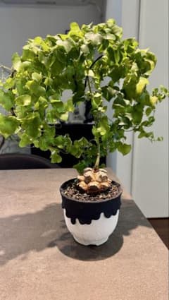 亀甲竜 良株　Left Botanical レフトボタニカル 亀甲竜 良株 Left Botanical レフトボタニカル - メルカリ