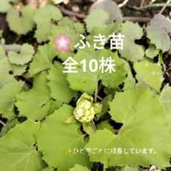 ふき苗　全10株のサムネイル