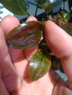 Cryptocoryne sp.Min-2 ジュエルクリプト - メルカリ