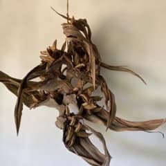 【特大】 タビビトノキ 大型ブランチ 植物オブジェ 造形美 ミッドセンチュリー 特大】 タビビトノキ 大型ブランチ 植物オブジェ 造形美 ミッド