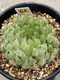 ハオルチア　オブツーサ錦　花胡蝶　親株　極上株 多肉植物 ハオルチア 花胡蝶オブツーサ錦 親株 糊斑 超美品 - メルカリ